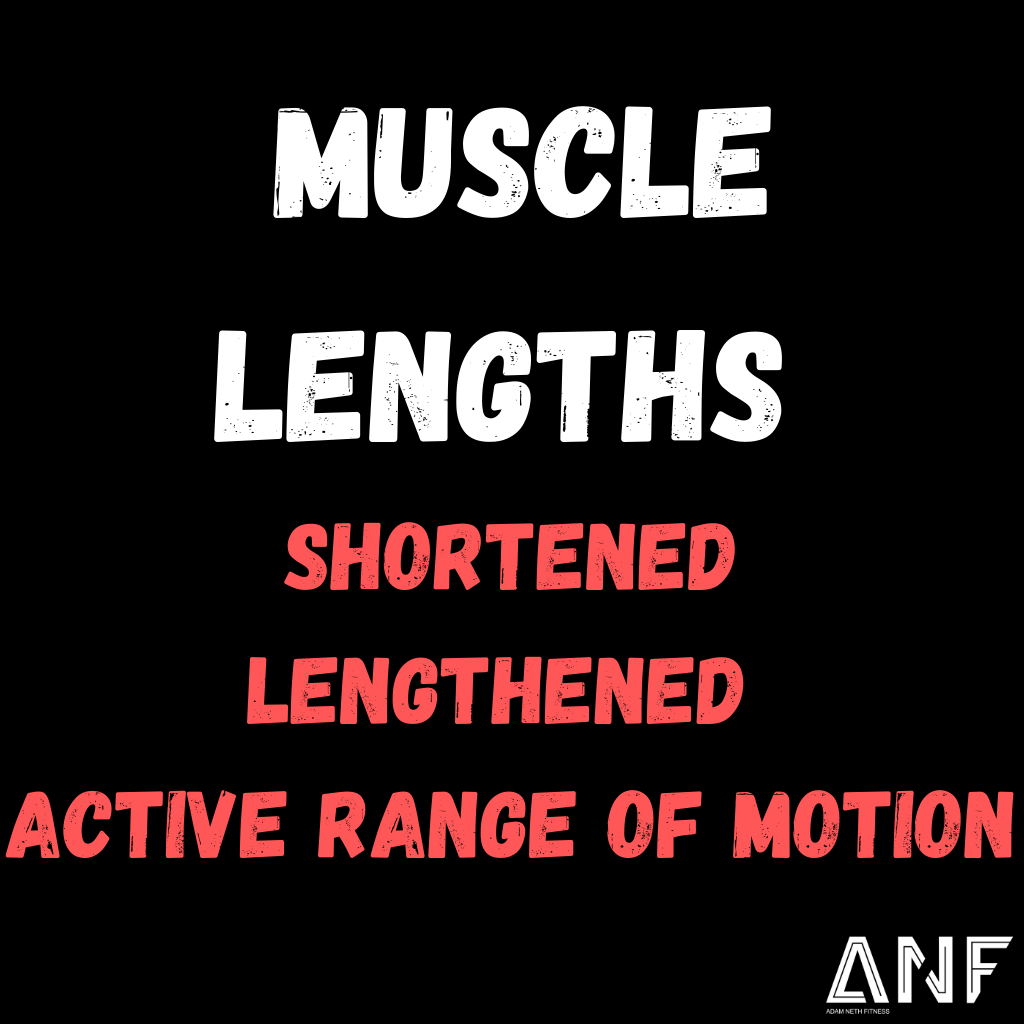 Muscle Lengths: The Basics